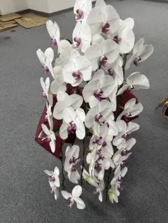 胡蝶蘭 白系 大輪 鉢植え 開花中　メルカリ内取引・直接引き取り限定 8月28日新入荷しました。大輪ホワイト胡蝶蘭3本立ち - メルカリ