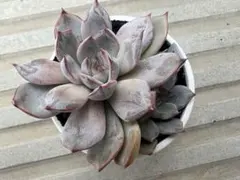 多肉植物 ミックスベリア 白銀姫 おらいさん 抜き苗