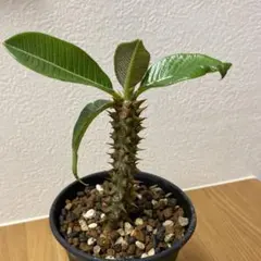 2025年最新】パキポディウム デカリーの人気アイテム - メルカリ