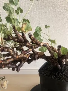 2026年最新】ミラビレの人気アイテム - メルカリ