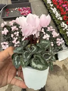 meroron＊mama様専用