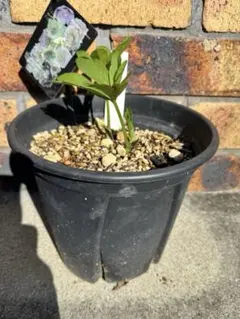 2026年最新】写楽 クリスマスローズの人気アイテム - メルカリ