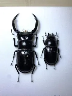 2026年最新】ウエストウッディ 標本の人気アイテム - メルカリ