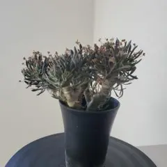 2025年最新】オトンナ ユーフォルビオイデスの人気アイテム - メルカリ