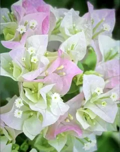 2025年最新】ブーゲンビリアの人気アイテム - メルカリ