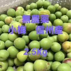 農薬不使用】 大きめ 5/23（土）収穫、即予定 南高梅 産地直送 