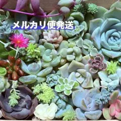 2026年最新】斑入り＃錦の人気アイテム - メルカリ