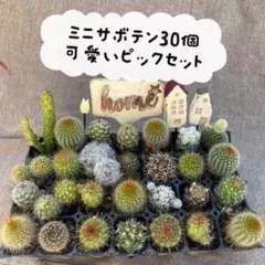 ミニサボテン30個 可愛いピックセット　多肉植物　ミニサボテン