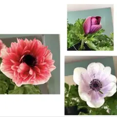 ✿Dom❤Mia✿プロフ必読✿様 リクエスト 3点 まとめ商品