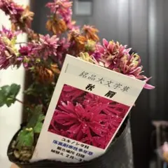 大文字草、可憐な多重花弁のピンクオレンジ菊、花済み、抜き苗、封筒発送