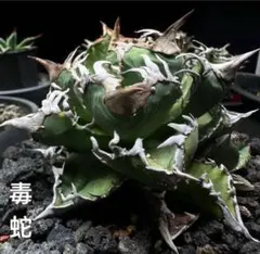 毒蛇 アガベ チタノタ オテロイ （検 麻花龍 白犀 オアハカ ホリダ