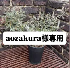 オペルクリカリア パキプス 塊根植物 コーデックスのサムネイル