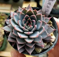 ルイパパさん苗　めっちゃそわそわ　札、鉢付き ルイパパさん苗 めっちゃそわそわ 札、鉢付き 【公式通販】