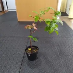 ハウル様 リクエスト 2点 まとめ商品