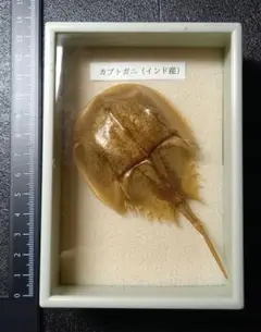 2025年最新】カブトガニ 標本の人気アイテム - メルカリ