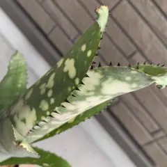 とくとく様 リクエスト 2点 まとめ商品