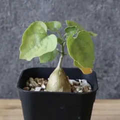 ピレナカンサ　マルビフォリア　49-80 残り1点 コーデックス：ピレナカンサ マルビフォリア*塊根幅18cm 現品