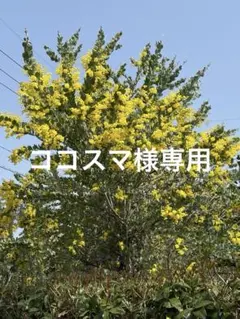 ココスマ様専用　パールアカシア