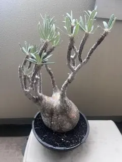 激レア/極美/超大株/塊根植物】ドルステニア ギガス ブラータ 超大株