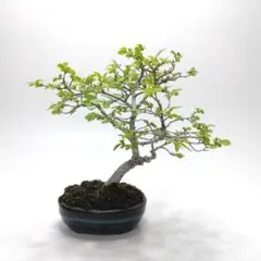 野梅　盆栽　白花　一重　舎利　貴風　花もの　樹高25㎝ 野梅 盆栽 白花 一重 舎利 貴風 花もの 樹高25㎝ - メルカリ