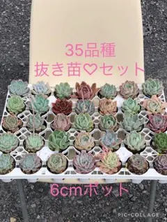 2026年最新】伊弉諾（優木園）の人気アイテム - メルカリ
