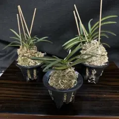 2026年最新】風蘭の人気アイテム - メルカリ