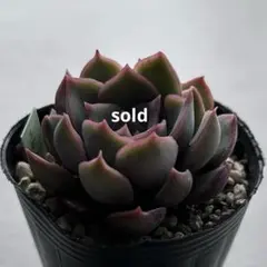 2025年最新】ロウルサンコ 毒リンゴの人気アイテム - メルカリ