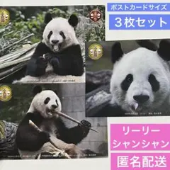 2026年最新】シャンシャン非売品ポストカードの人気アイテム - メルカリ