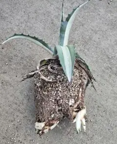 トコちゃんさん専用❣️子株2つ❣️特大美株❣️アガベ アメリカーナ 華厳 2025年最新】アガベ 華厳の人気アイテム - メルカリ