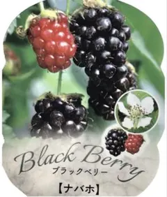 ブラックベリー 『ナバホ』　ラベル付き トゲなし品種で最も甘い！