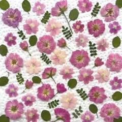 押し花　NO．394マーガレット よささ 押し花 NO.394マーガレット よ - メルカリ