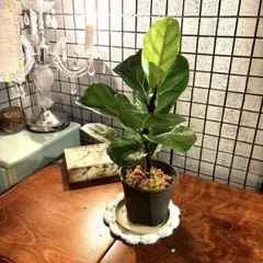 フィカス・リラータ バンビーノ カシワバゴムの木 観葉植物 抜き苗 