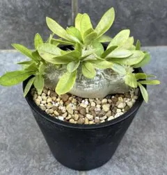 2025年最新】ブレビカウレの人気アイテム - メルカリ