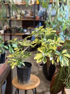 シェフレラ レナータ 金魚ヒレ 黄斑 観葉植物 calm cafe - メルカリ