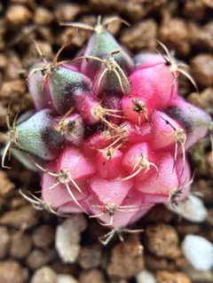 現物　サボテン　ギムノカリキウム　ミハノビッチ　2cm 抜き苗のサムネイル