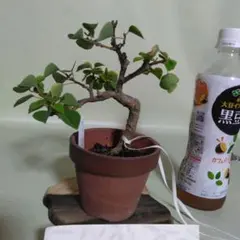 2025年最新】小品盆栽五葉松の人気アイテム - メルカリ