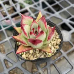 多肉植物 センペルビウム テクトラム ロイアナム No.58【白】 - メルカリ