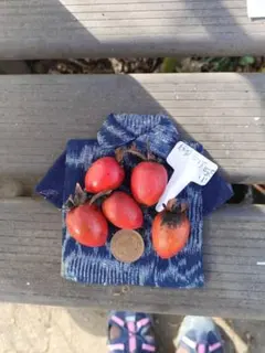 2026年最新】老爺柿種の人気アイテム - メルカリ