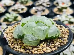 2026年最新】ハオルチア セットの人気アイテム - メルカリ