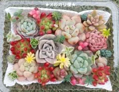 モモ様 リクエスト 2点 まとめ商品