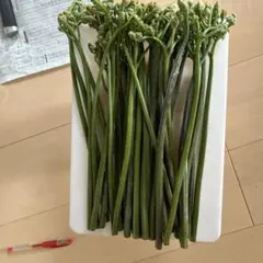 ゴックゴク】 わらび ワラビ 蕨 北海道産 - メルカリ