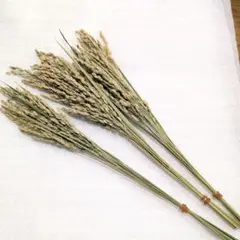 稲穂ドライフラワー　10本　3束