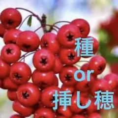 丸橋　幸三様 リクエスト 2点 まとめ商品