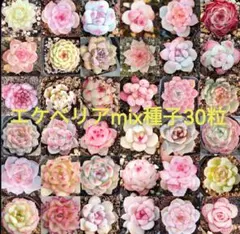 エケベリア種子☆品種mix 30粒のサムネイル