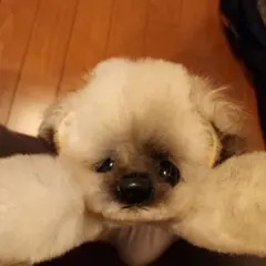 Item thumbnail for item 150d3028-8eec-44c9-bc19-b91740379d30