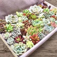 【箱いっぱい】寄せ植え 多肉植物 セット セダム エケベリア 多肉弁当