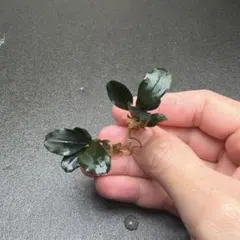 もりじゅん様 リクエスト 2点 まとめ商品