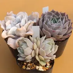 多肉植物　エケベリア3苗セット