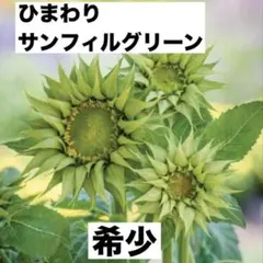 ❤️希少！ひまわり F1 サンフィル グリーン種 １０粒