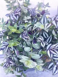 モッチー様 リクエスト 3点 まとめ商品